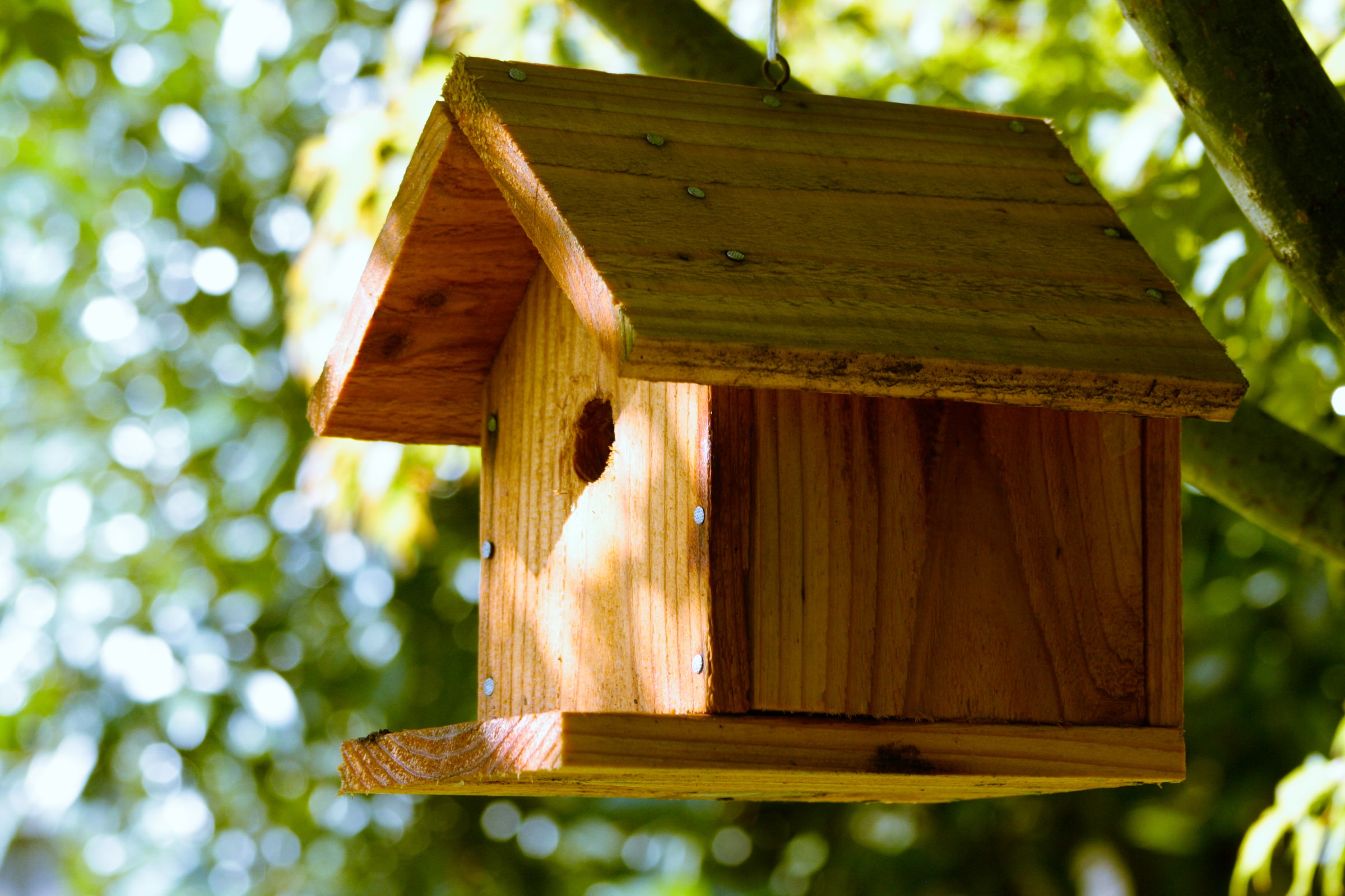 Hvordan finder du det sted til dit fuglehus i haven? - Home Green Home